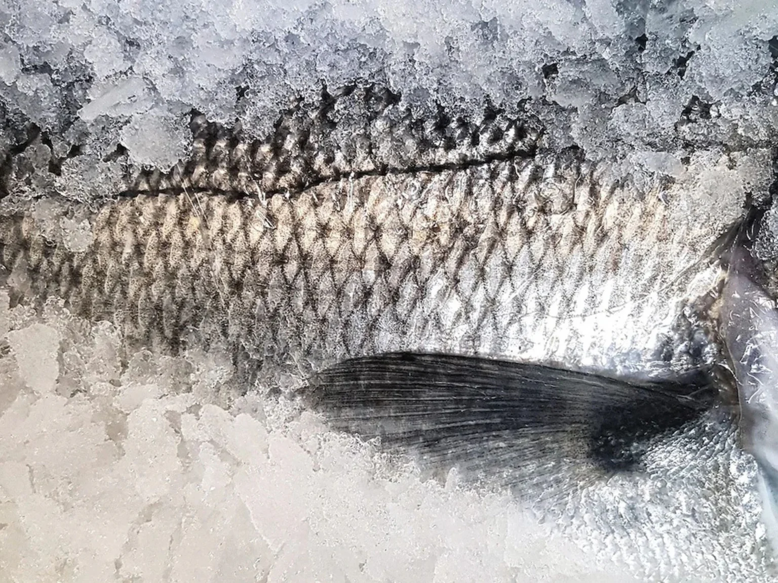 Les bars sont de retours en cette saison hivernale